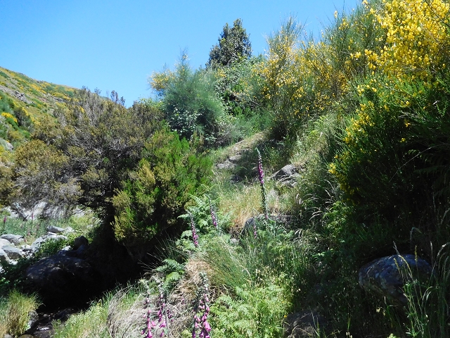 21 June 2016 Levada da Negra and Barreiro — From the Ribeira do Santo Antonio to the panorama road — photo 2