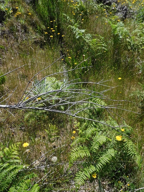 21 June 2016 Levada da Negra and Barreiro — From the Ribeira do Santo Antonio to the panorama road — photo 3