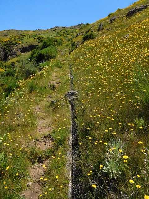 21 June 2016 Levada da Negra and Barreiro — From the Ribeira do Santo Antonio to the panorama road — photo 5