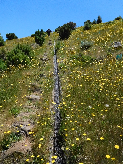 21 June 2016 Levada da Negra and Barreiro — From the Ribeira do Santo Antonio to the panorama road — photo 6