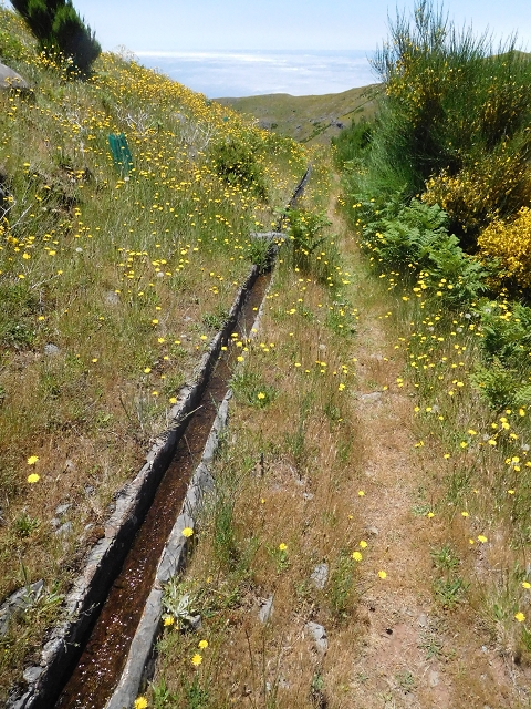 21 June 2016 Levada da Negra and Barreiro — From the Ribeira do Santo Antonio to the panorama road — photo 9