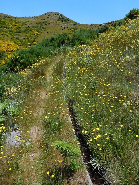 21 June 2016 Levada da Negra and Barreiro — From the Ribeira do Santo Antonio to the panorama road — photo 10
