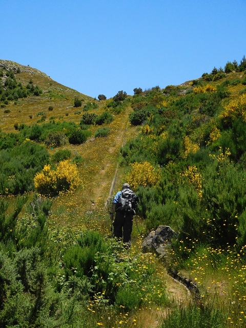 21 June 2016 Levada da Negra and Barreiro — From the Ribeira do Santo Antonio to the panorama road — photo 11