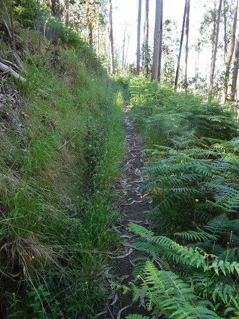 21 June 2016 Levada da Negra and Barreiro — From Barreira to the junction with the feeder road to the panorama road — photo 9