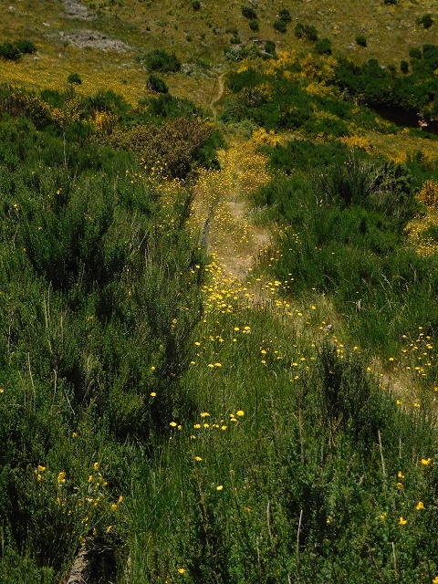 21 June 2016 Levada da Negra and Barreiro — From the Ribeira do Santo Antonio to the panorama road — photo 12