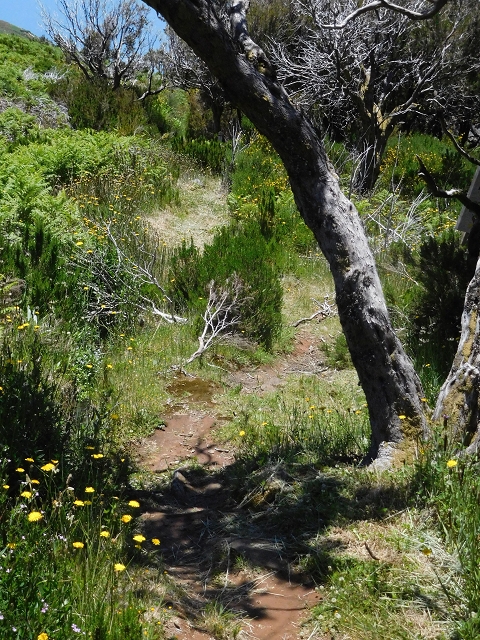 21 June 2016 Levada da Negra and Barreiro — From the start of the Levada do Barreiro to the bed of the side branch of the Ribeira de Santa Luzia — photo 3