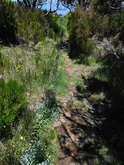 21 June 2016 Levada da Negra and Barreiro — From the start of the Levada do Barreiro to the bed of the side branch of the Ribeira de Santa Luzia — photo 5