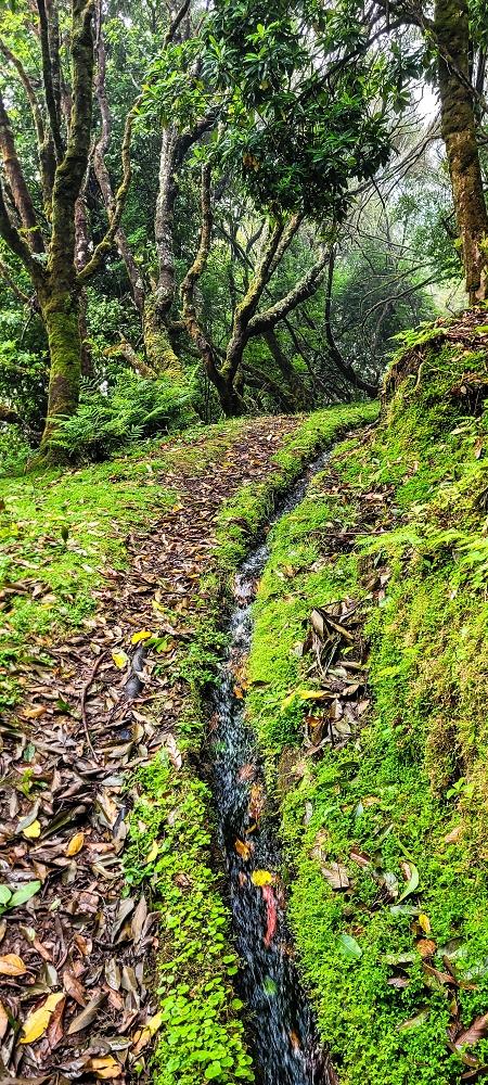 21 June 2022 Beautiful loop via the Levada do Brasileiro and dos Moinhos — Over the Levada do Brasileiro — photo 3