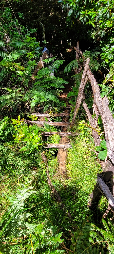Levada do Brasileiro — Zwischen Lagoa do Bardo und der ER105 — Foto 14