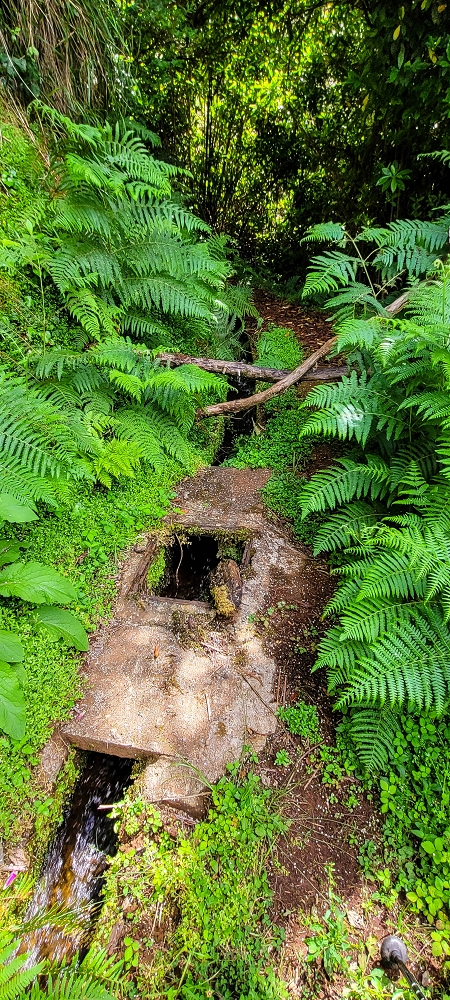 21 June 2022 Beautiful loop via the Levada do Brasileiro and dos Moinhos — Lower course of the Levada do Brasileiro — photo 15