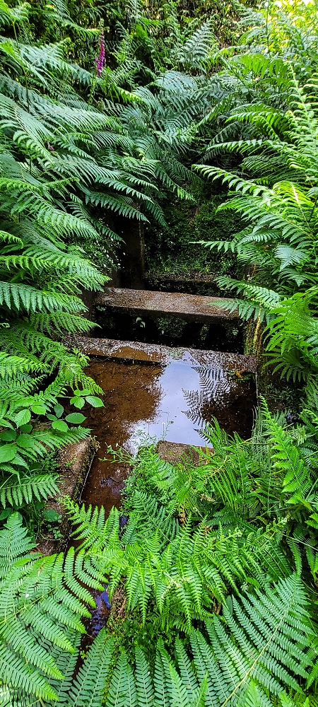 Levada do Brasileiro — Zwischen Lagoa do Bardo und der ER105 — Foto 13