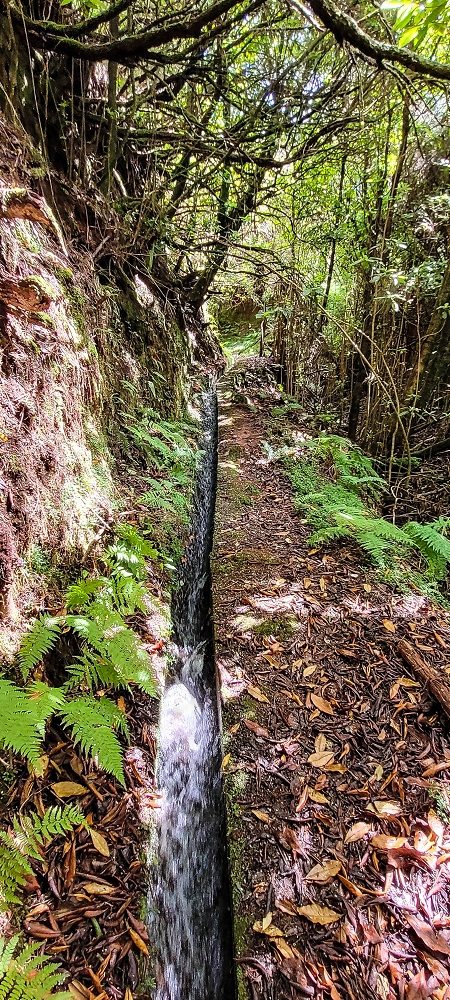 Levada do Brasileiro — Zwischen Lagoa do Bardo und der ER105 — Foto 9