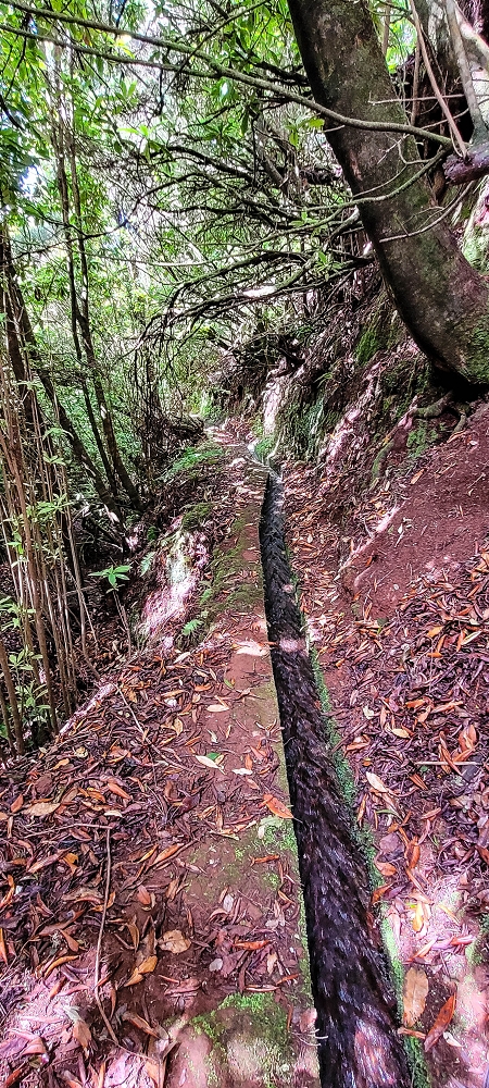 Levada do Brasileiro — Zwischen Lagoa do Bardo und der ER105 — Foto 10