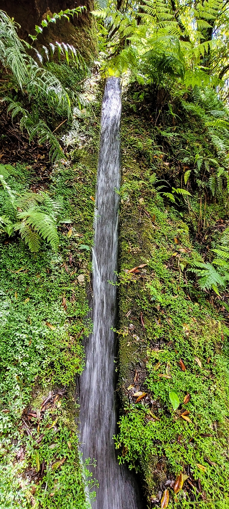 Levada do Brasileiro — Zwischen Lagoa do Bardo und der ER105 — Foto 7