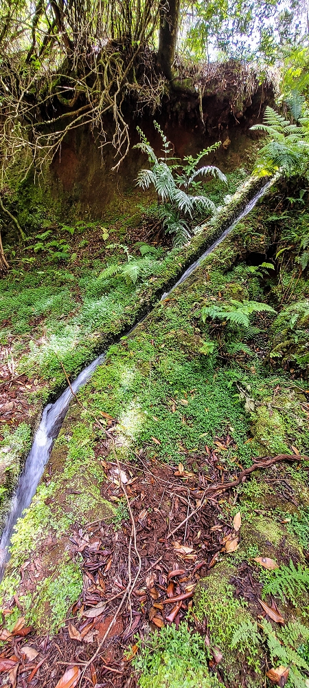 Levada do Brasileiro — Zwischen Lagoa do Bardo und der ER105 — Foto 8