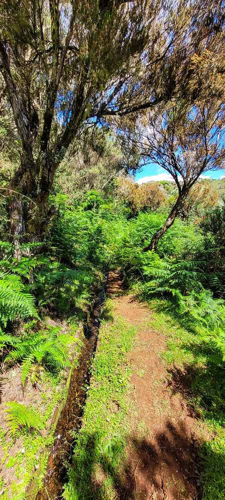 21 June 2022 Beautiful loop via the Levada do Brasileiro and dos Moinhos — Lower course of the Levada do Brasileiro — photo 25