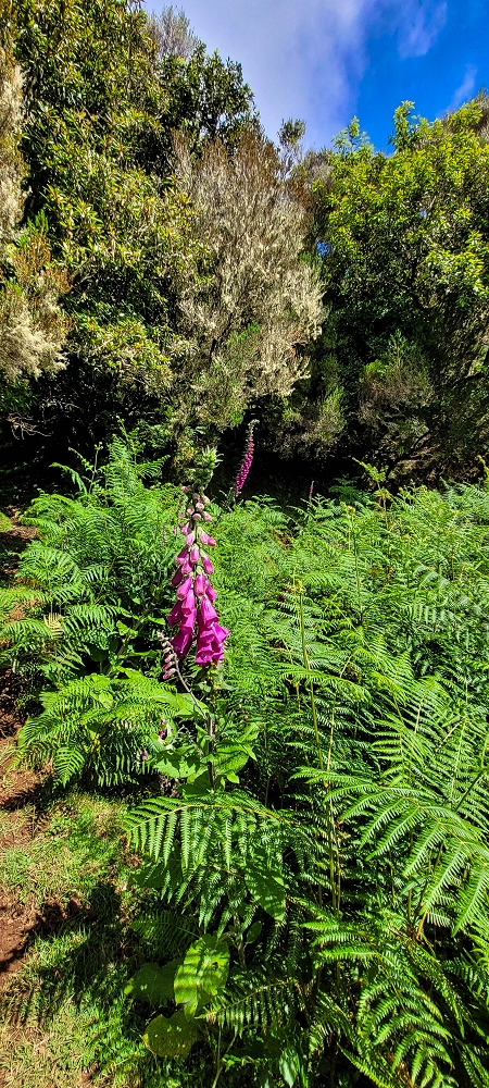 21 June 2022 Beautiful loop via the Levada do Brasileiro and dos Moinhos — Lower course of the Levada do Brasileiro — photo 26