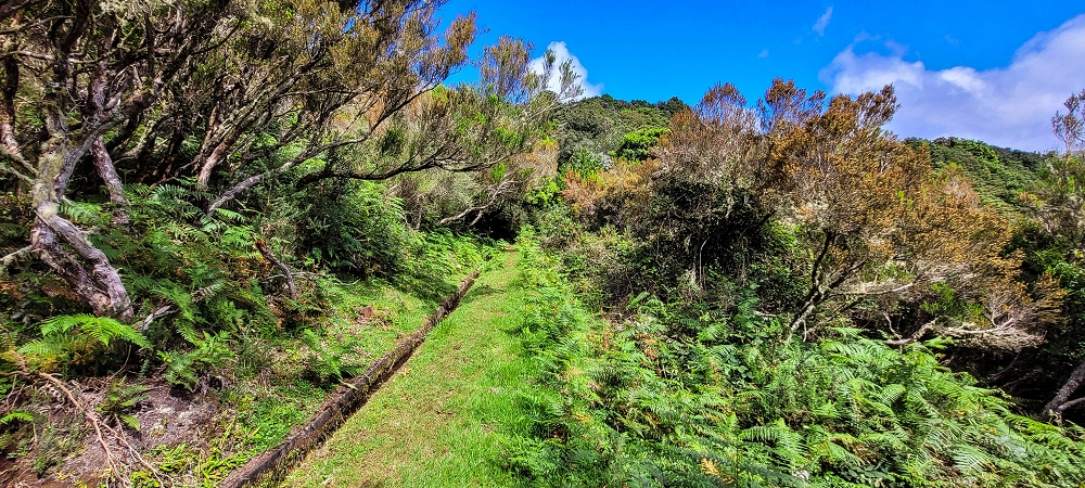 Levada do Brasileiro — Zwischen Lagoa do Bardo und der ER105 — Foto 6