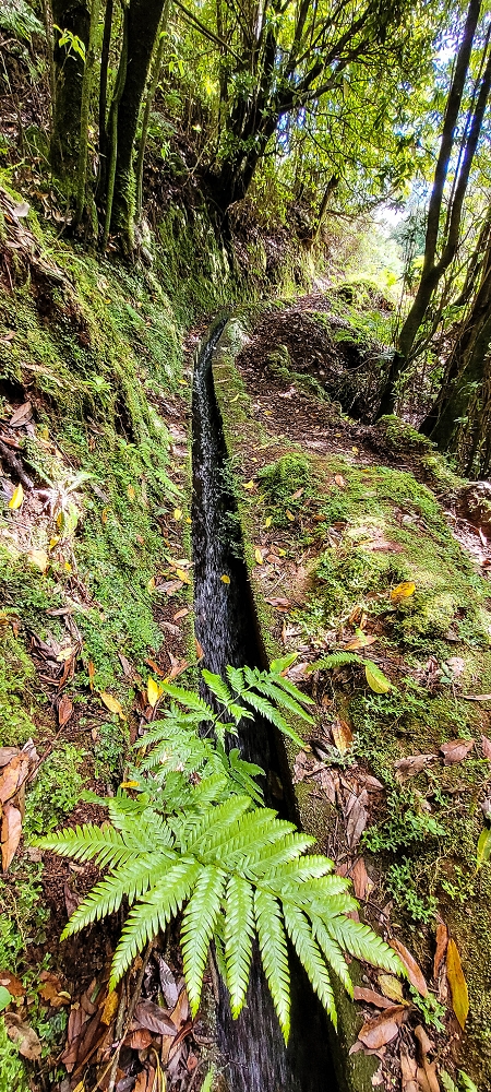 21 June 2022 Beautiful loop via the Levada do Brasileiro and dos Moinhos — Lower course of the Levada do Brasileiro — photo 29