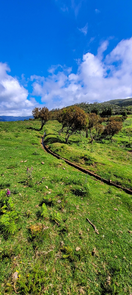 Levada do Brasileiro — Zwischen Lagoa do Bardo und der ER105 — Foto 3