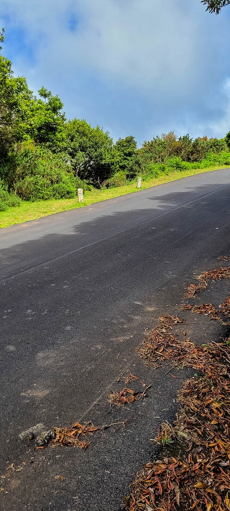 21 June 2022 Beautiful loop via the Levada do Brasileiro and dos Moinhos — Lagoa do Bardo and inflow — photo 9