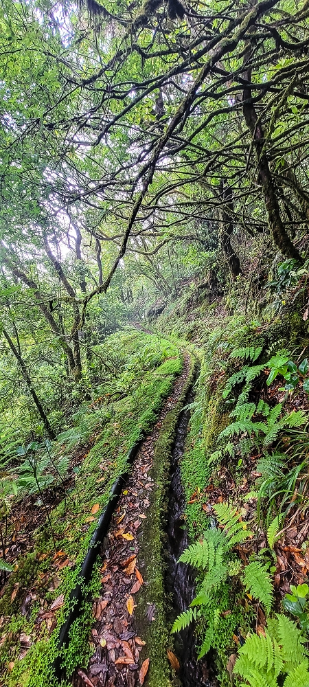 21 June 2022 Beautiful loop via the Levada do Brasileiro and dos Moinhos — Over the Levada do Brasileiro — photo 9