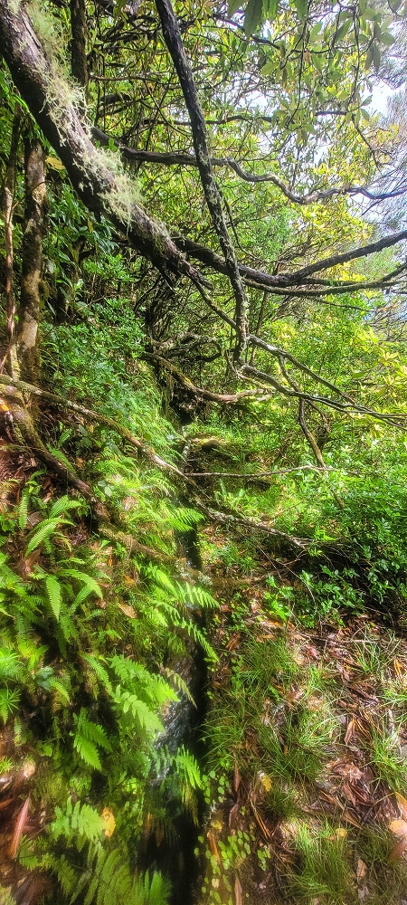 21 June 2022 Beautiful loop via the Levada do Brasileiro and dos Moinhos — Over the Levada do Brasileiro — photo 11
