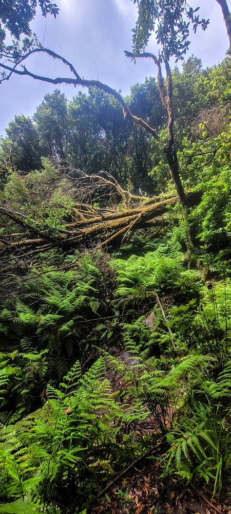 21 June 2022 Beautiful loop via the Levada do Brasileiro and dos Moinhos — Over the Levada do Brasileiro — photo 12