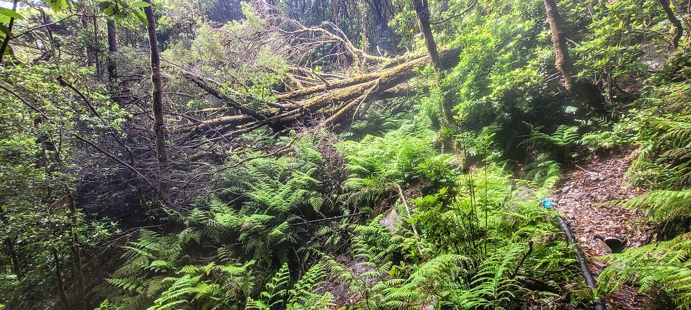 21 June 2022 Beautiful loop via the Levada do Brasileiro and dos Moinhos — Over the Levada do Brasileiro — photo 13