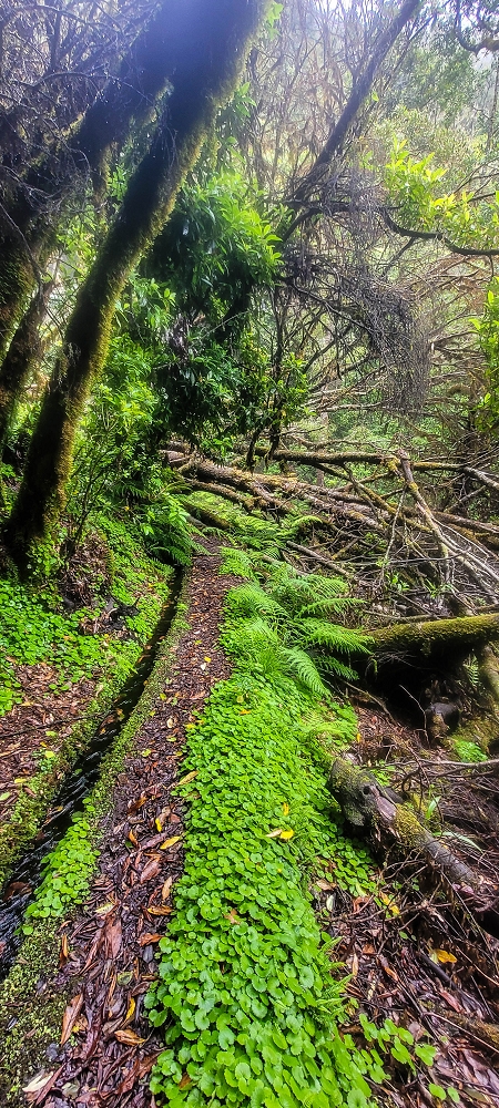 21 June 2022 Beautiful loop via the Levada do Brasileiro and dos Moinhos — Over the Levada do Brasileiro — photo 14