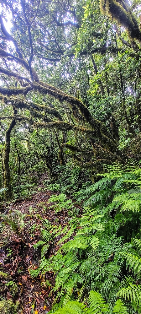 21 June 2022 Beautiful loop via the Levada do Brasileiro and dos Moinhos — Over the Levada do Brasileiro — photo 15