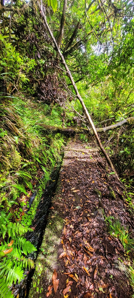 21 June 2022 Beautiful loop via the Levada do Brasileiro and dos Moinhos — Over the Levada do Brasileiro — photo 16