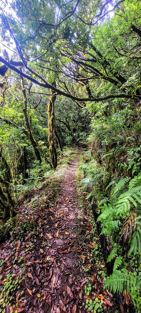 21 June 2022 Beautiful loop via the Levada do Brasileiro and dos Moinhos — Over the Levada do Brasileiro — photo 17