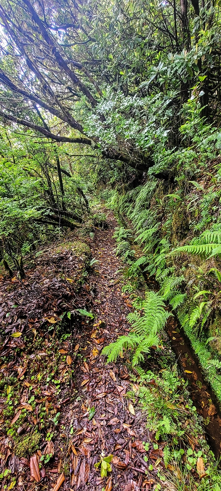 21 June 2022 Beautiful loop via the Levada do Brasileiro and dos Moinhos — Over the Levada do Brasileiro — photo 18