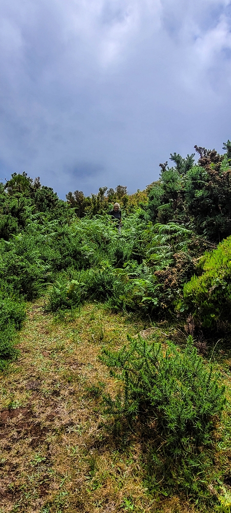 21 June 2022 Beautiful loop via the Levada do Brasileiro and dos Moinhos — Traverse to the Levada dos Moinhos — photo 2