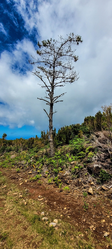 21 June 2022 Beautiful loop via the Levada do Brasileiro and dos Moinhos — Traverse to the Levada dos Moinhos — photo 5