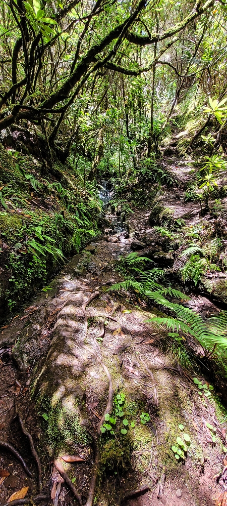 Levada do(s) Moinho(s) — Madre of the Levada dos Moinhos — photo 3