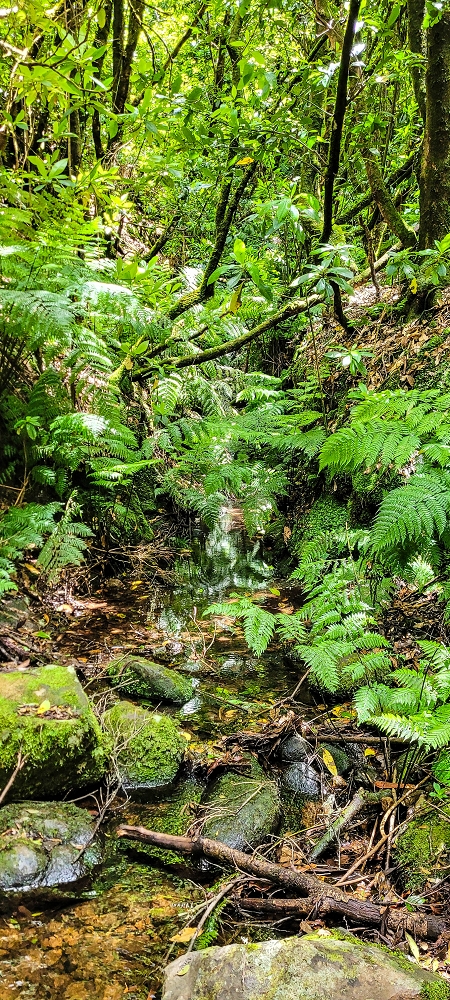 Levada do(s) Moinho(s) — To the water stair above the watermill — photo 1
