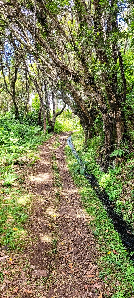 Levada do(s) Moinho(s) — To the water stair above the watermill — photo 3