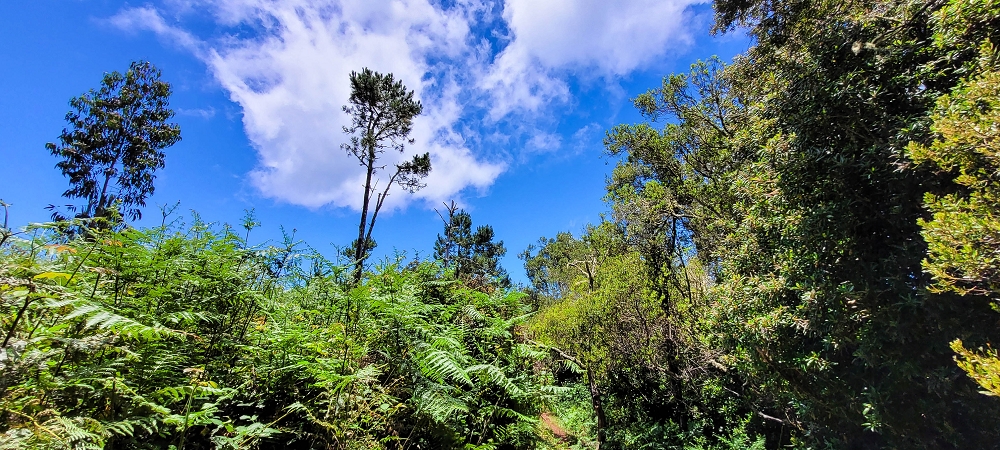 Levada do(s) Moinho(s) — To the water stair above the watermill — photo 4