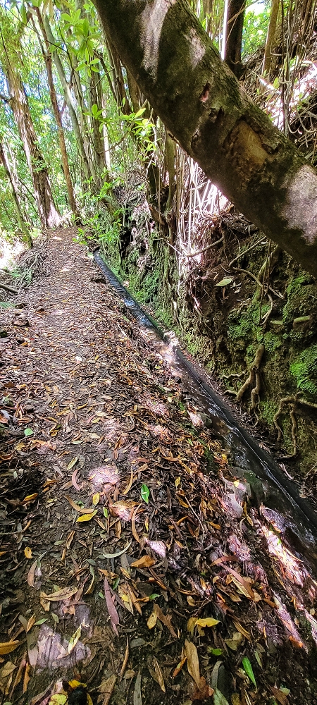 Levada do(s) Moinho(s) — On along the Levada dos Moinhos — photo 3