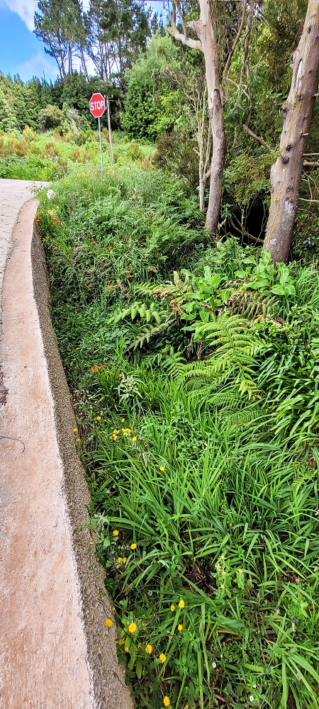 Levada do Brasileiro — Entlang der ER105 — Foto 3