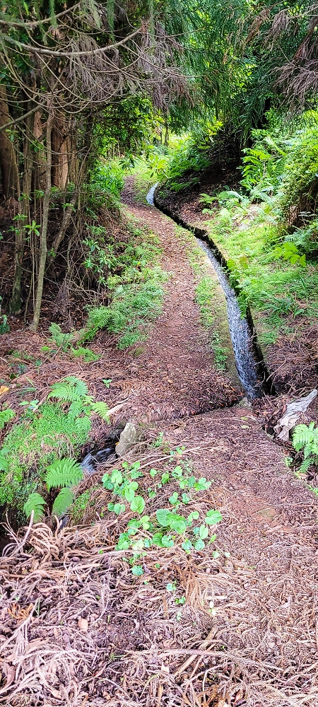 Levada do Brasileiro — Zwischen Lagoa do Bardo und der ER105 — Foto 18