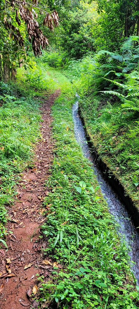 Levada do Brasileiro — Zwischen Lagoa do Bardo und der ER105 — Foto 19