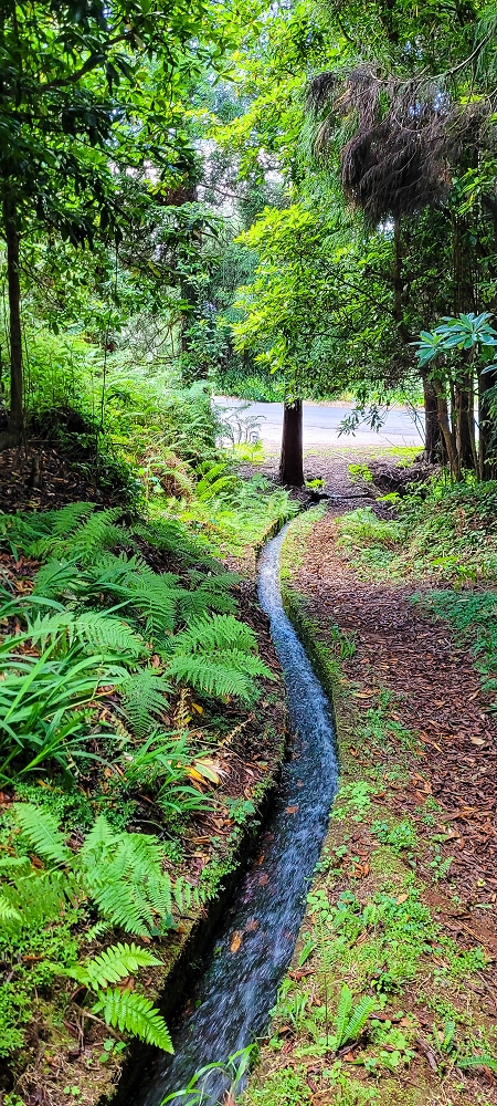 Levada do Brasileiro — Zwischen Lagoa do Bardo und der ER105 — Foto 17