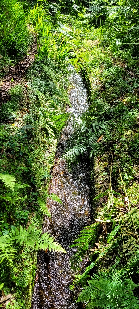 21 June 2022 Beautiful loop via the Levada do Brasileiro and dos Moinhos — Lower course of the Levada do Brasileiro — photo 4