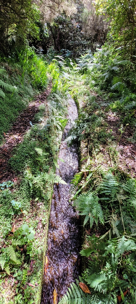 21 June 2022 Beautiful loop via the Levada do Brasileiro and dos Moinhos — Lower course of the Levada do Brasileiro — photo 5