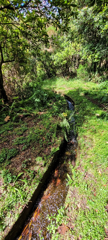 21 June 2022 Beautiful loop via the Levada do Brasileiro and dos Moinhos — Lower course of the Levada do Brasileiro — photo 6