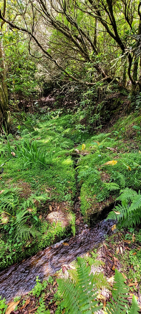 21 June 2022 Beautiful loop via the Levada do Brasileiro and dos Moinhos — Lower course of the Levada do Brasileiro — photo 7