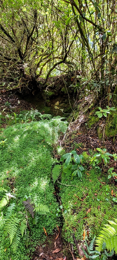 21 June 2022 Beautiful loop via the Levada do Brasileiro and dos Moinhos — Lower course of the Levada do Brasileiro — photo 8